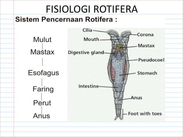 Cyclomorphosis in rotifers pdf converter